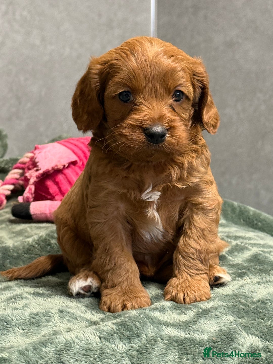 Cavapoo dogs for sale: Rich dark fox red cavapoos  - Advert 5