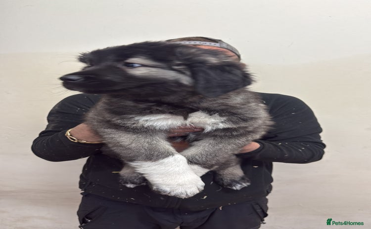 Caucasian Shepherd Dog dogs - Advert 2