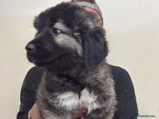 Caucasian Shepherd Dog dogs - Advert 1