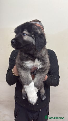 Caucasian Shepherd Dog dogs - Advert 2