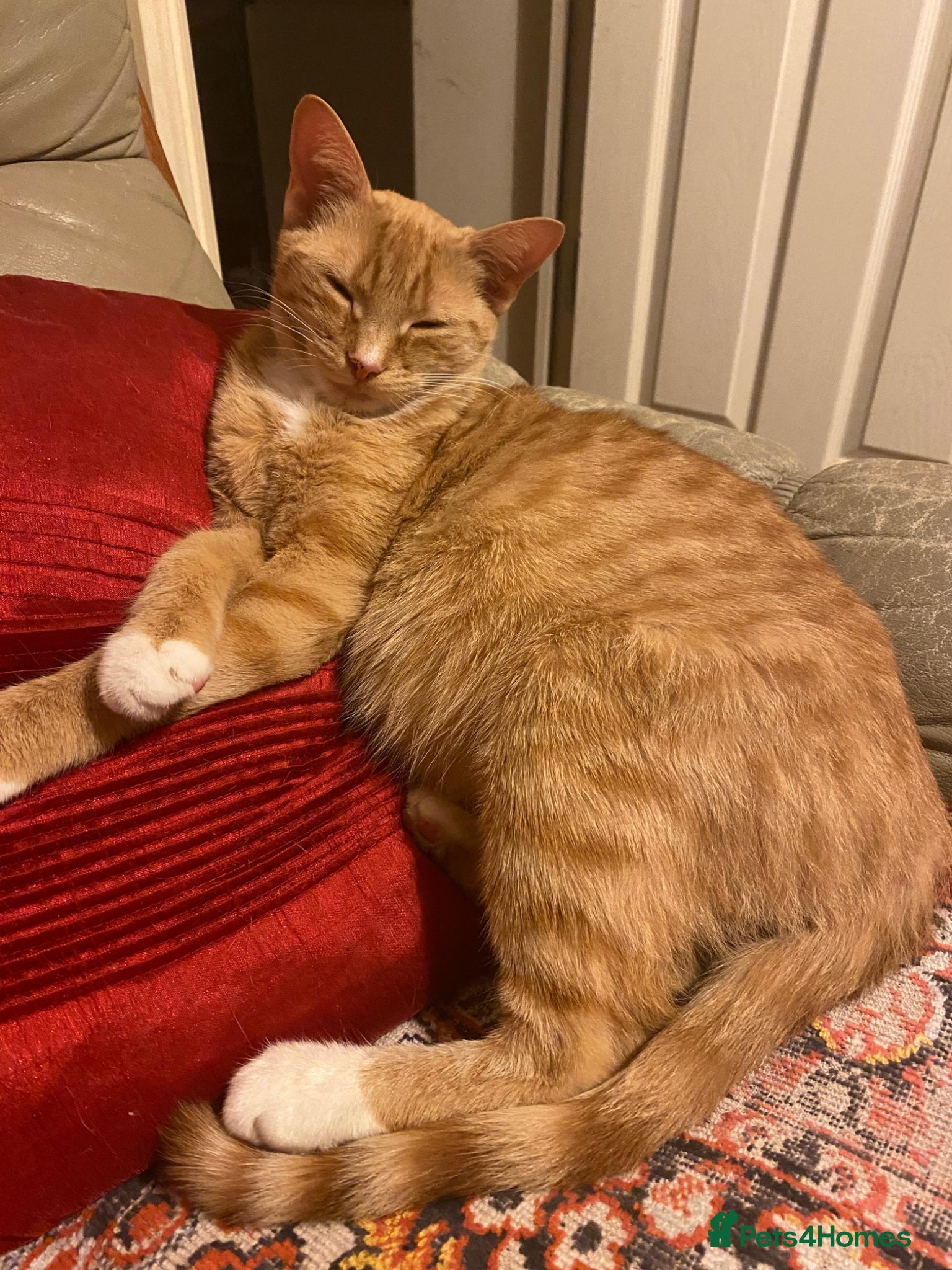 Mixed Breed cats Cute playful kittens - Advert 1