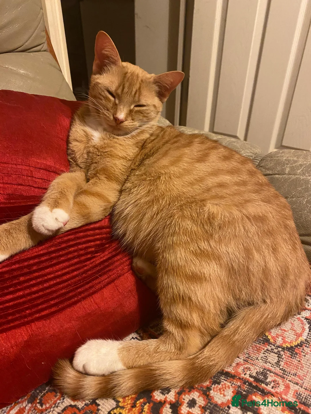 Mixed Breed cats for sale: Cute playful kittens - Advert 1