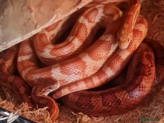 Corn Snake reptiles for sale - Advert 1