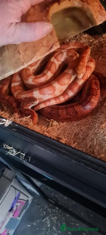 Corn Snake reptiles - Advert 1