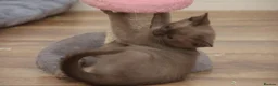 Burmese cats for sale: Affectionate Burmese boys - Advert 7