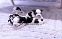 Biewer Terrier dogs for sale: Yorkshire terrier  - Advert 16