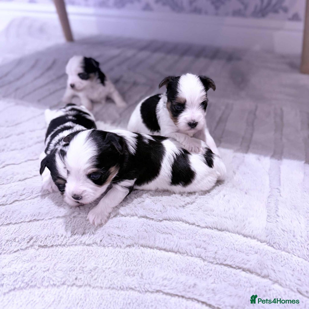 Biewer Terrier dogs for sale: Yorkshire terrier  - Advert 16