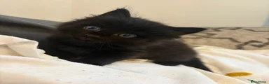 Lucifer
