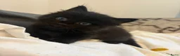 Mixed Breed cats for sale: X Maine Coon kittens  - Advert 11