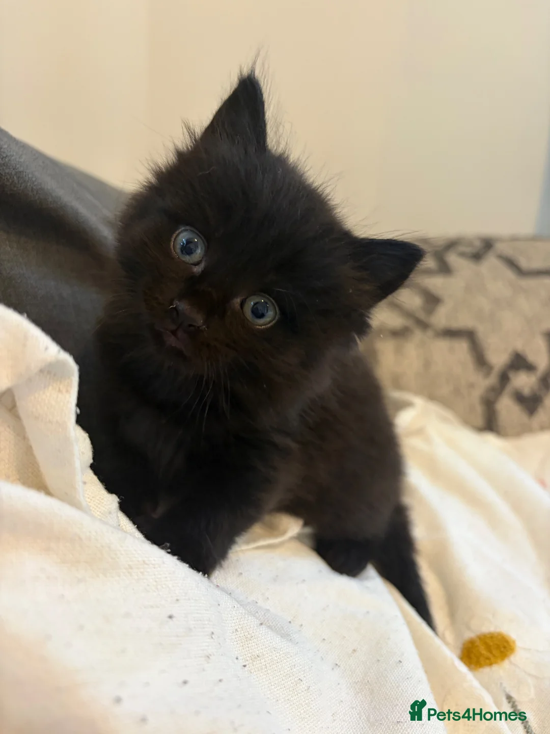 Mixed Breed cats for sale: X Maine Coon kittens  - Advert 11