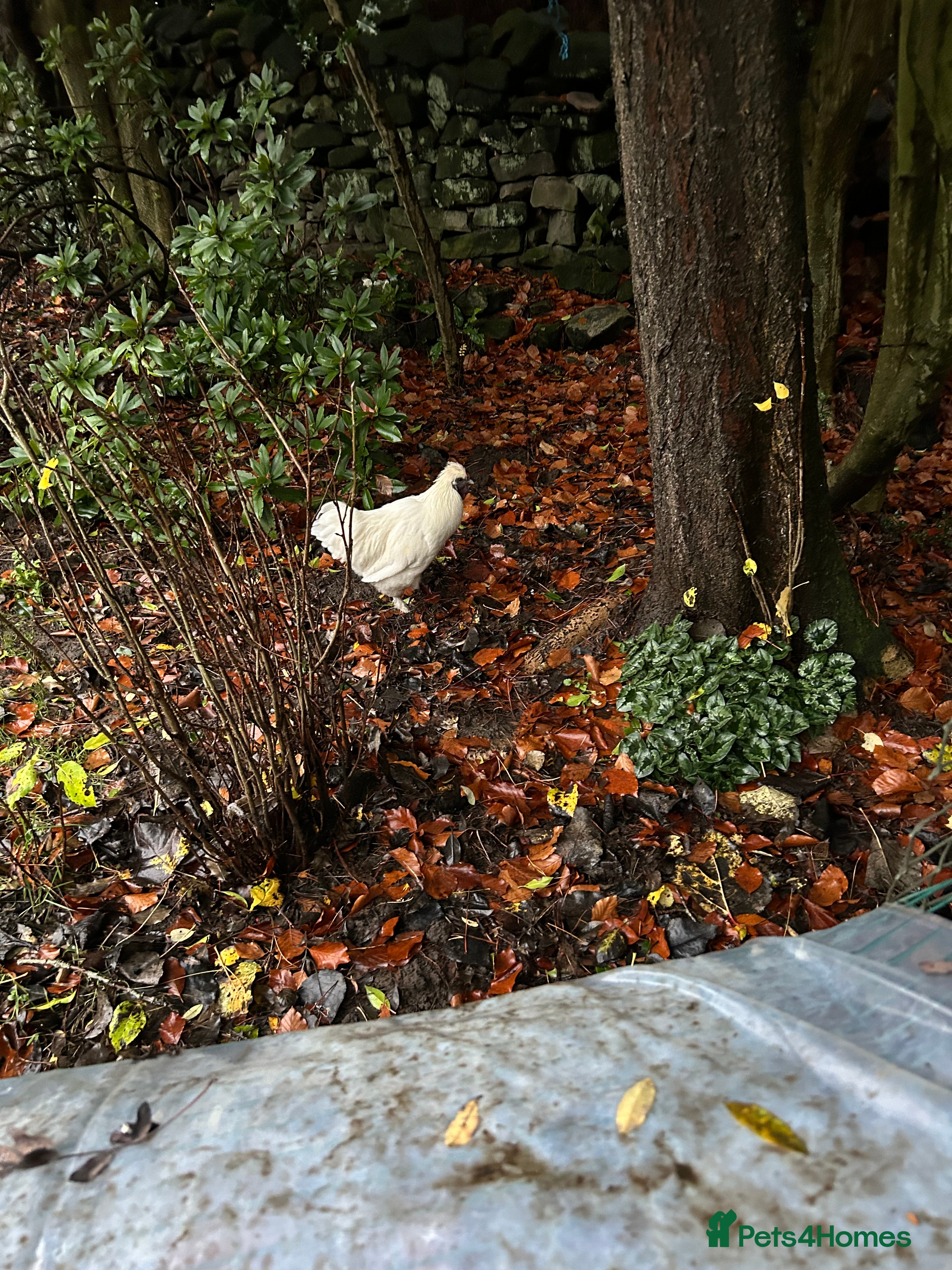 Chickens poultry Beautiful boys need forever homes - Advert 7