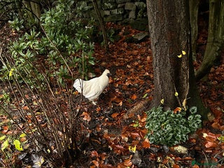 Chickens poultry Beautiful boys need forever homes - Advert 15