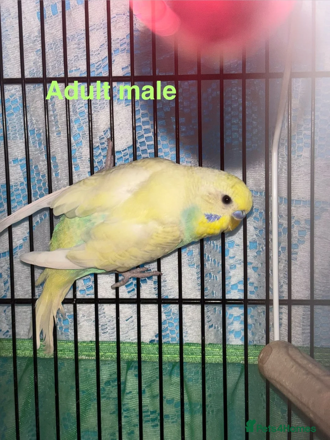 Budgerigars birds for sale: Rainbow English budgies - Advert 2