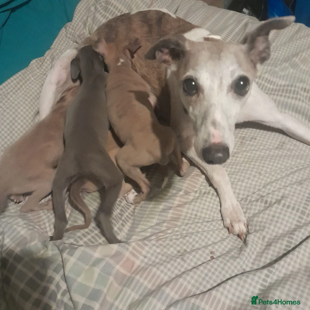 Mixed Breed dogs for sale: Whiggies. Whippet x Italuan greyhound - Advert 19