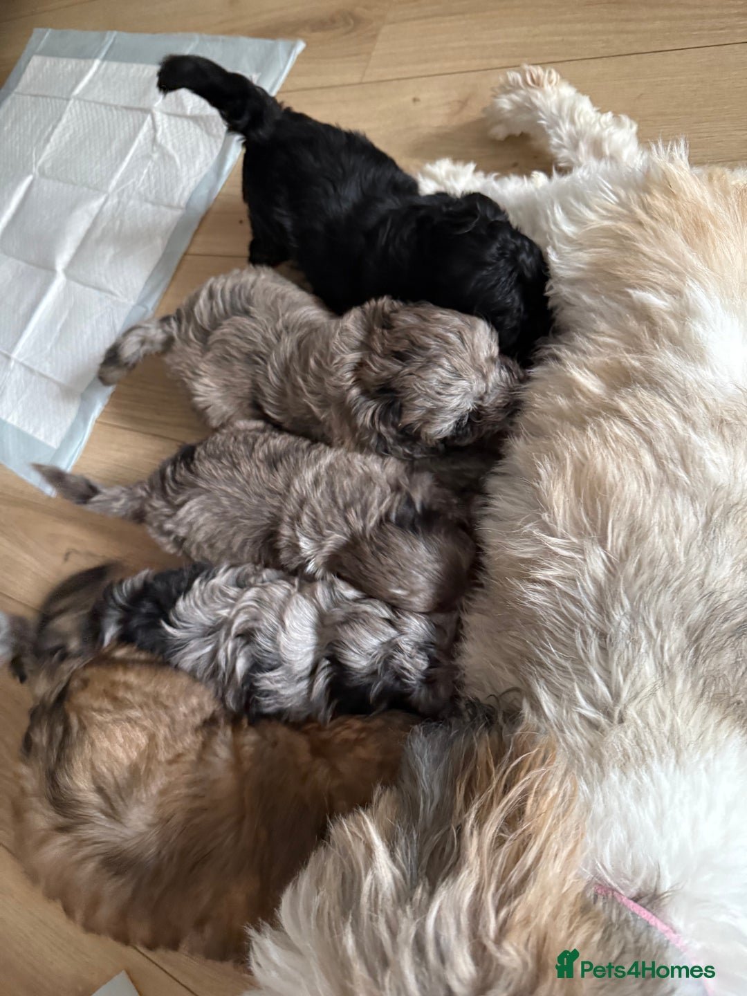 Lhasapoo dogs for sale: F2 Lhasapoo puppies - Image 12