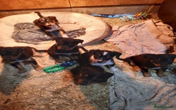 Mixed Breed dogs for sale: Kelpie x Collie Puppies looking for homes - Image 2