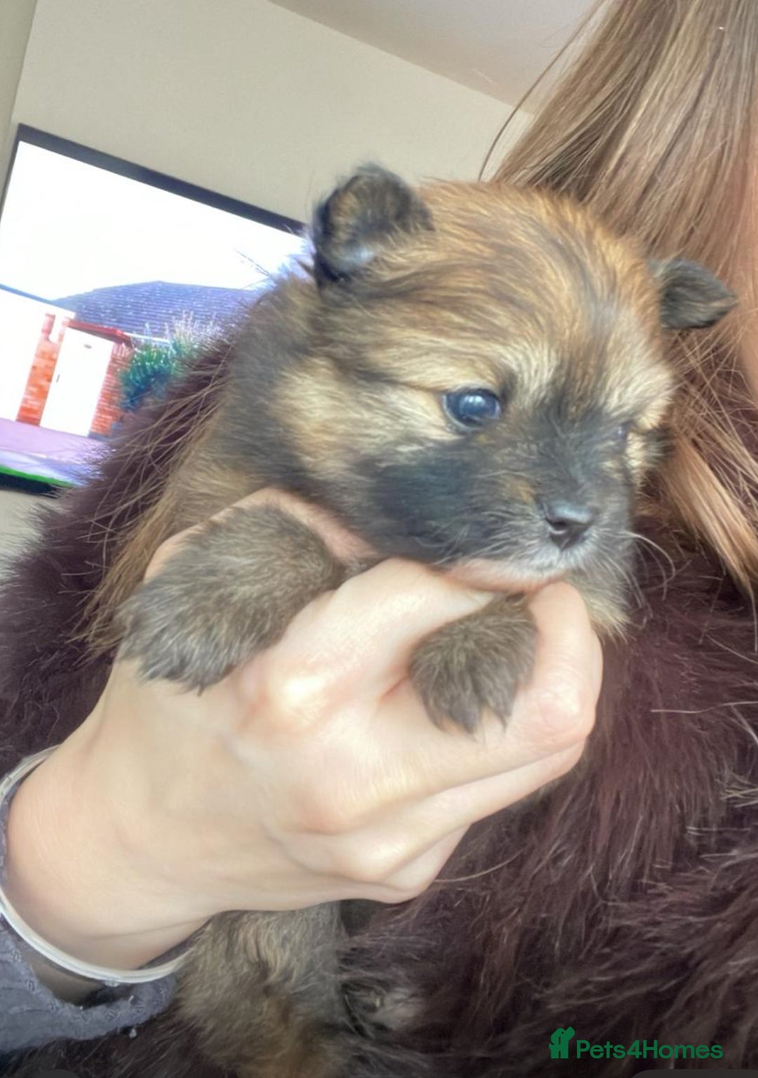 Pomeranian dogs for sale: Pomerian puppies  - Advert 5