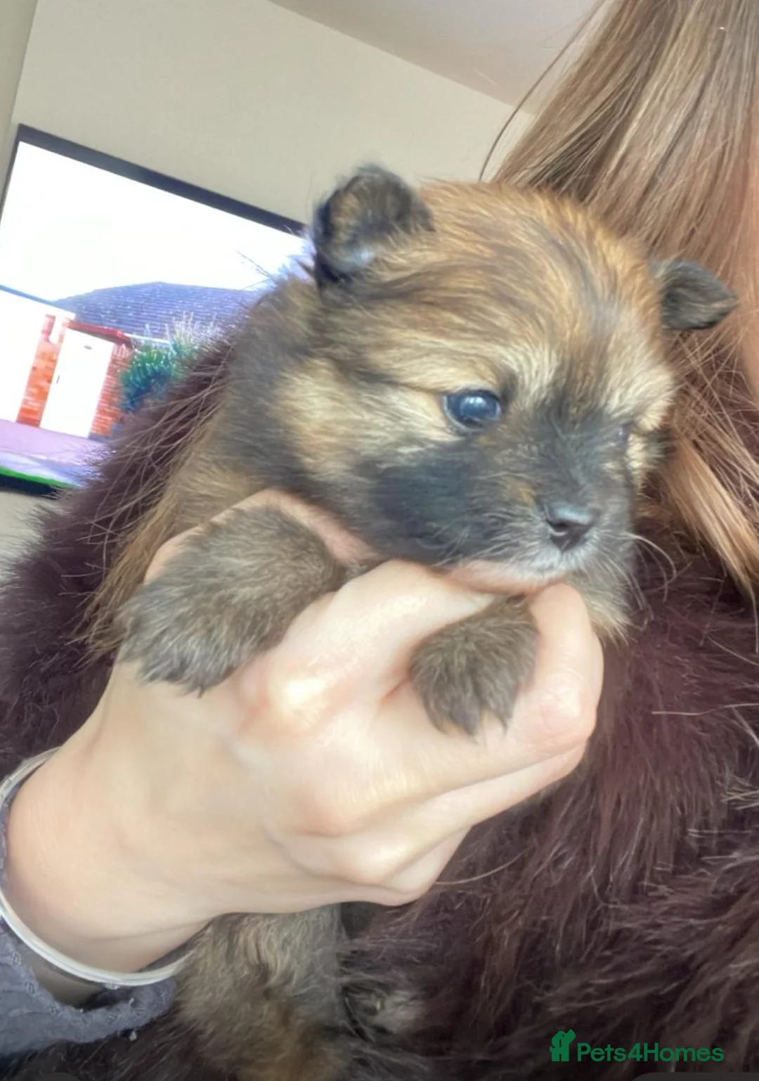 Pomeranian dogs for sale: Pomerian puppies  - Advert 18