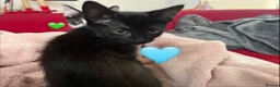 Mixed Breed cats for sale: 😻💚🩵💙🧡💛😻 - Advert 25