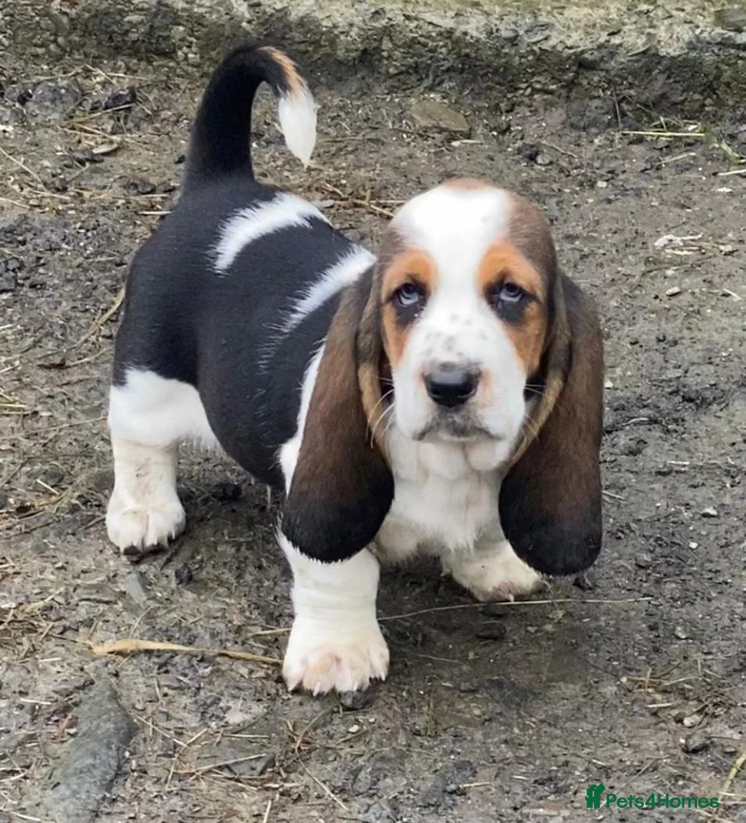 Basset Hound dogs for stud: Basset Hound Stud in Brecon - Advert 11
