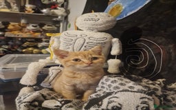British Shorthair cats for sale: British shorthair male kittens  - Image 4