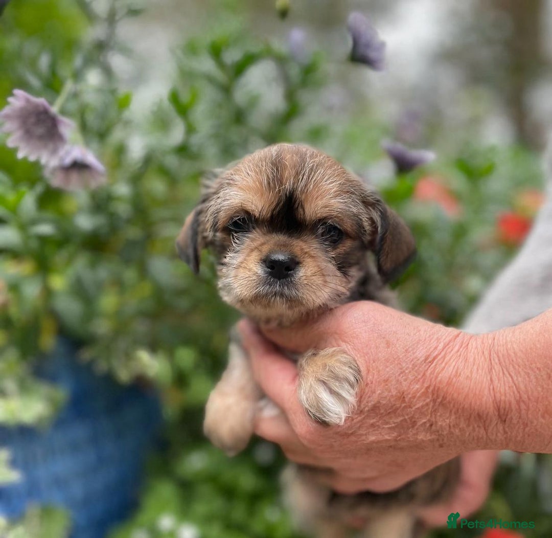 Mixed Breed dogs for sale: Beautiful Chi shi's puppies - Image 7