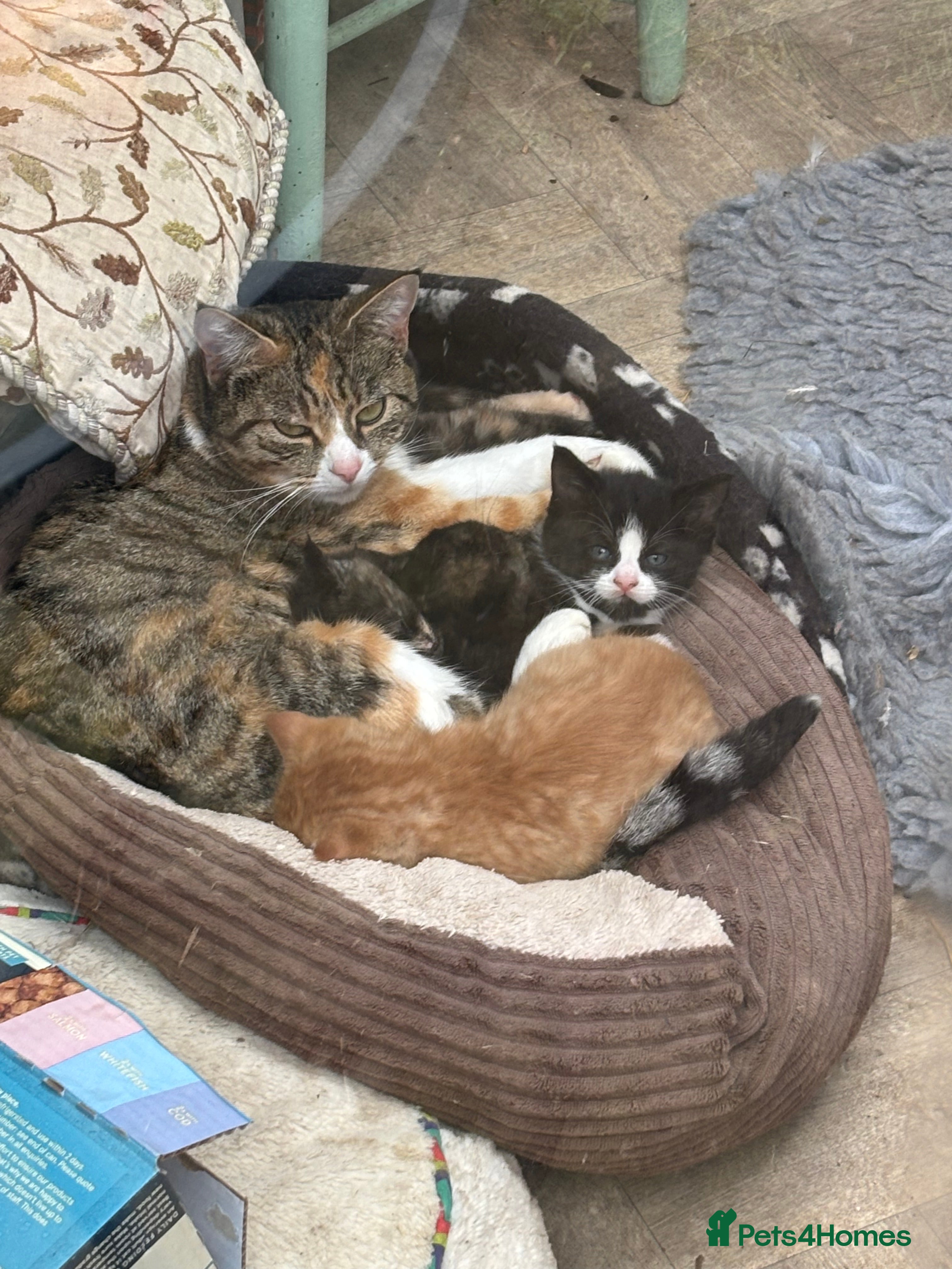 Domestic Shorthair cats Cute kittens  - Advert 14