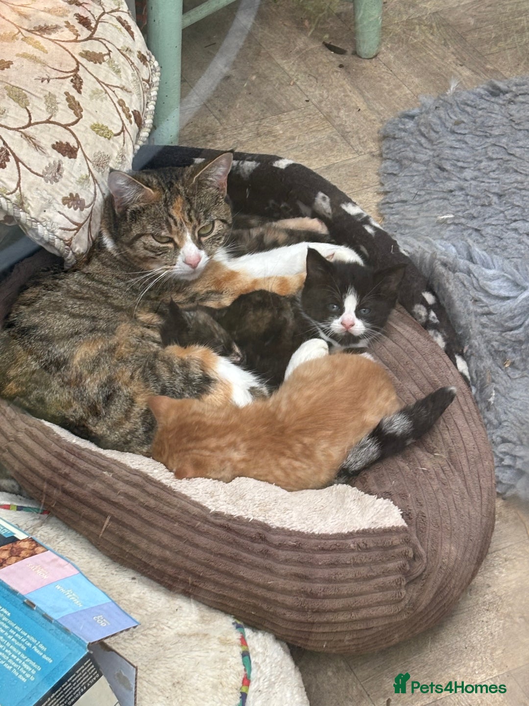 Domestic Shorthair cats for sale: Cute kittens  - Advert 1