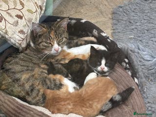 Domestic Shorthair cats Cute kittens - Advert 17