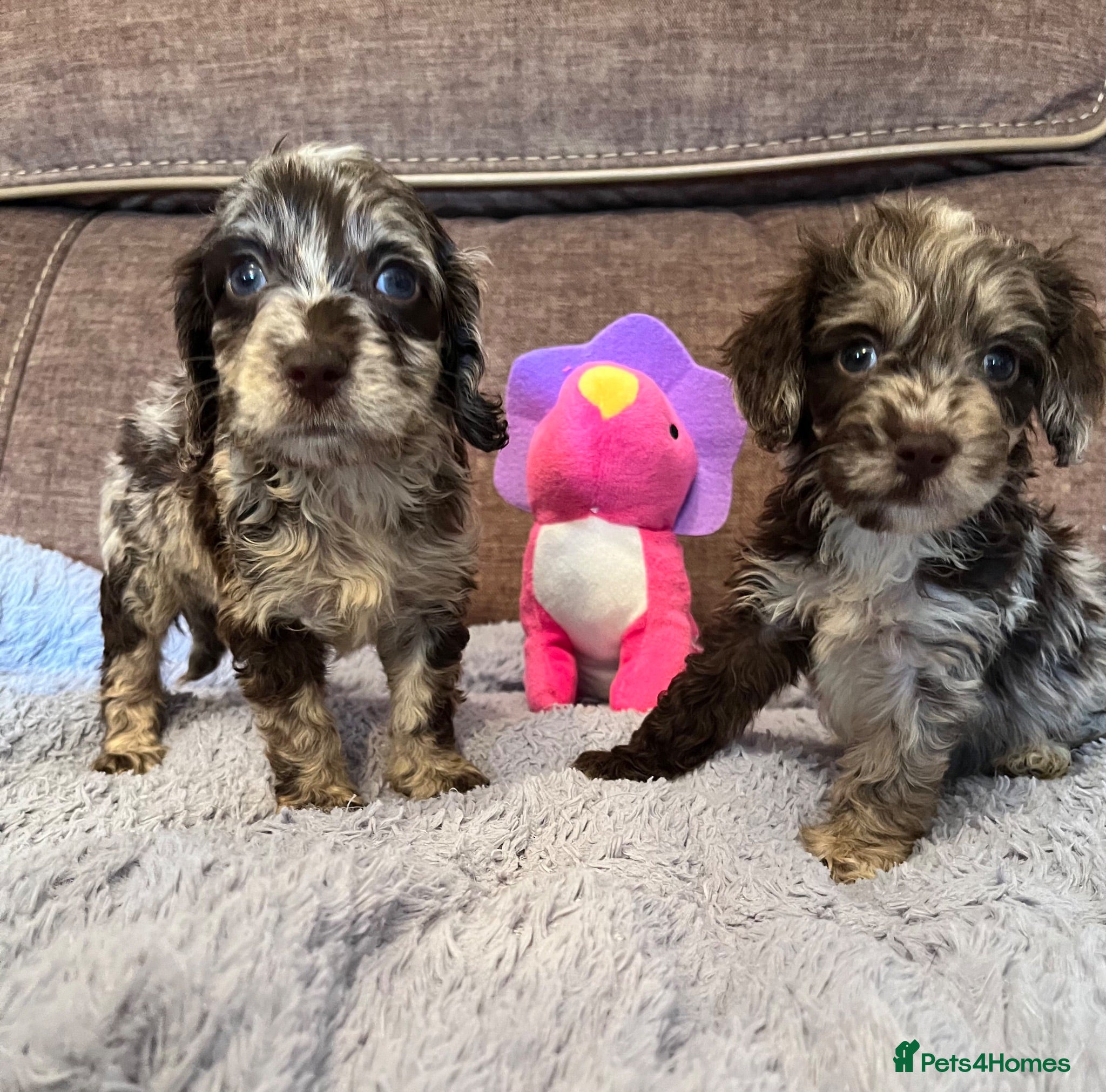 Cockapoo dogs 💙Beautiful,super friendly,Cockapoo F1 Puppies  - Advert 7