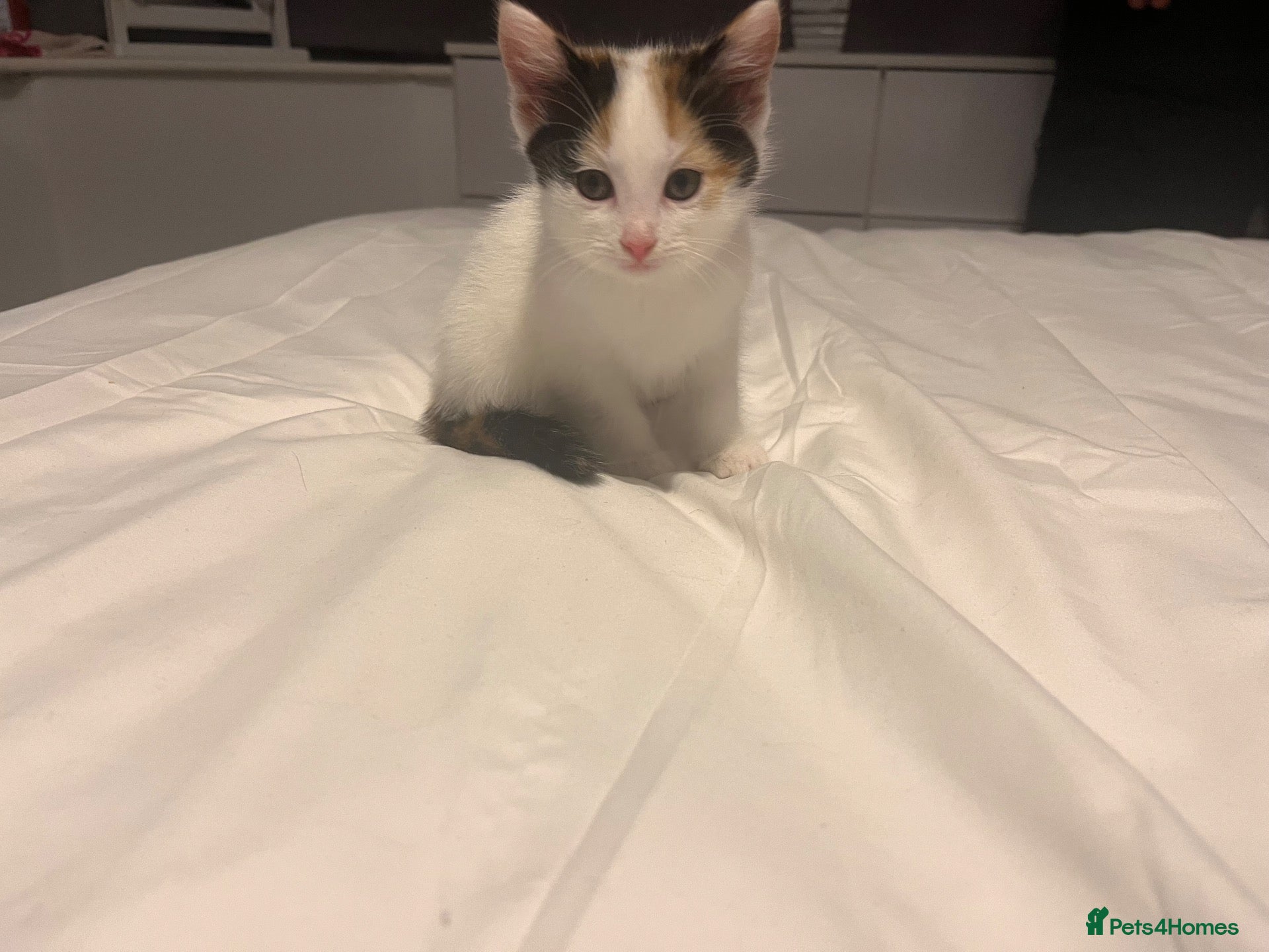 Mixed Breed cats 2 left. Ginger, tuxedo and calico kittens - Advert 1