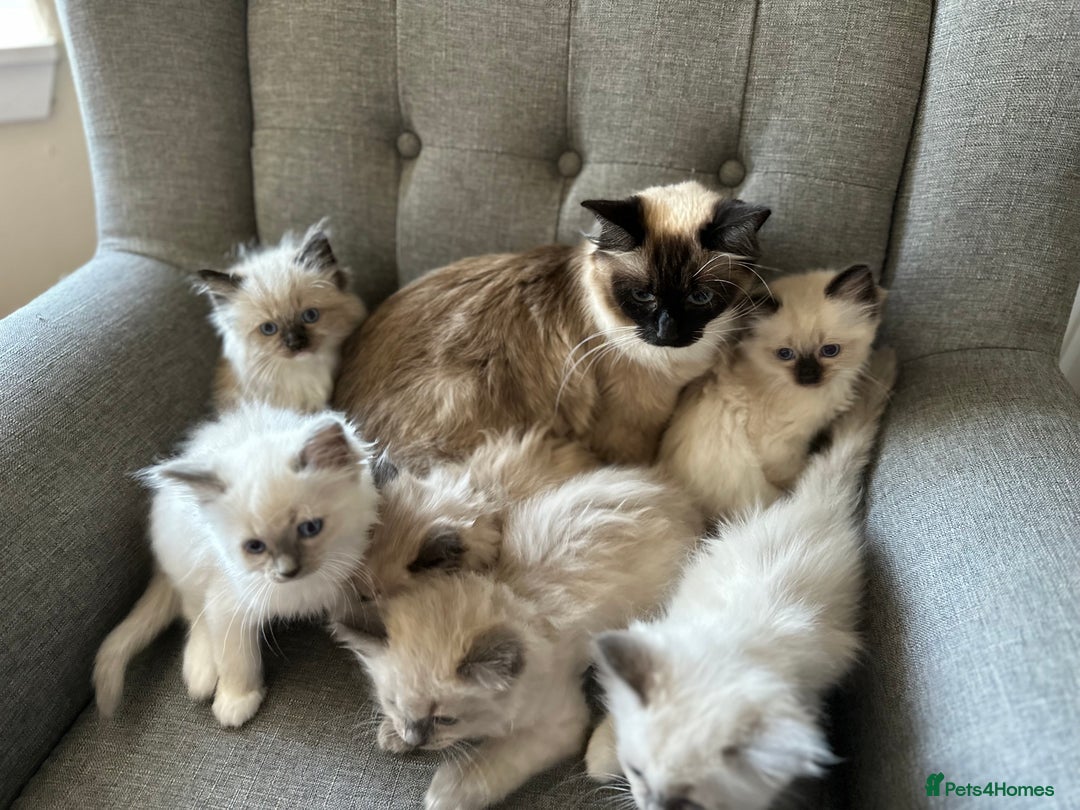 Ragdoll cats for sale: Stunning Ragdoll Kittens Flame/Blue/Seal - Image 10