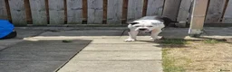 American Bulldog dogs for sale: American bulldog in Sheffield - Advert 3
