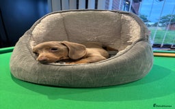 Miniature Dachshund dogs for sale: Minature Dachshund Puppies For Sale  - Image 8