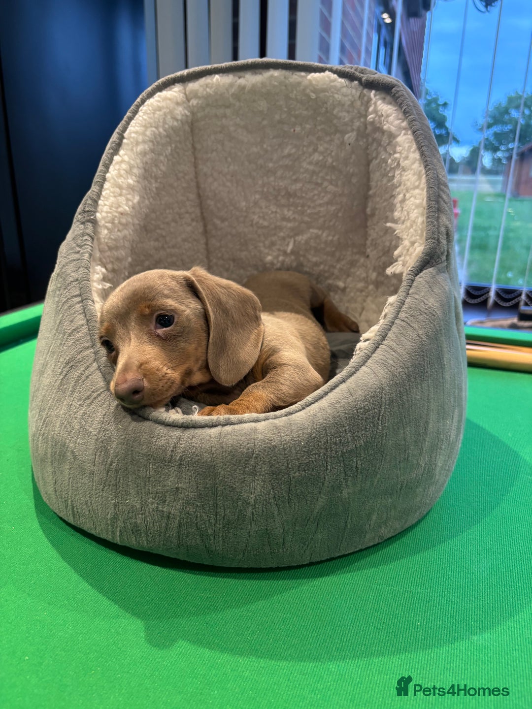 Miniature Dachshund dogs for sale: Minature Dachshund Puppies For Sale  - Image 8