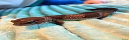 Gecko reptiles for sale: Two African fat tail gecko with set up  in Birmingham - Advert 2