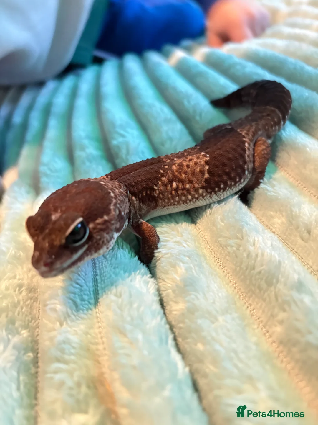 Gecko reptiles for sale: Two African fat tail gecko with set up  in Birmingham - Advert 2