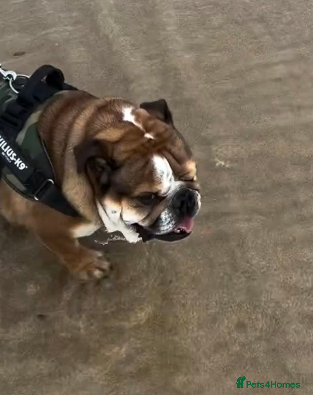 English Bulldog dogs for sale: English bulldog  - Advert 7