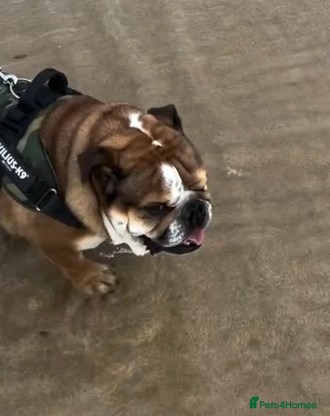 English Bulldog dogs for sale: English bulldog kc registered  - Advert 7