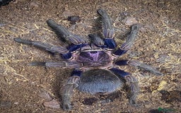 Tarantulas invertebrates for sale: Phormictopus sp. “Dominican Purple”, Adult female - Image 2
