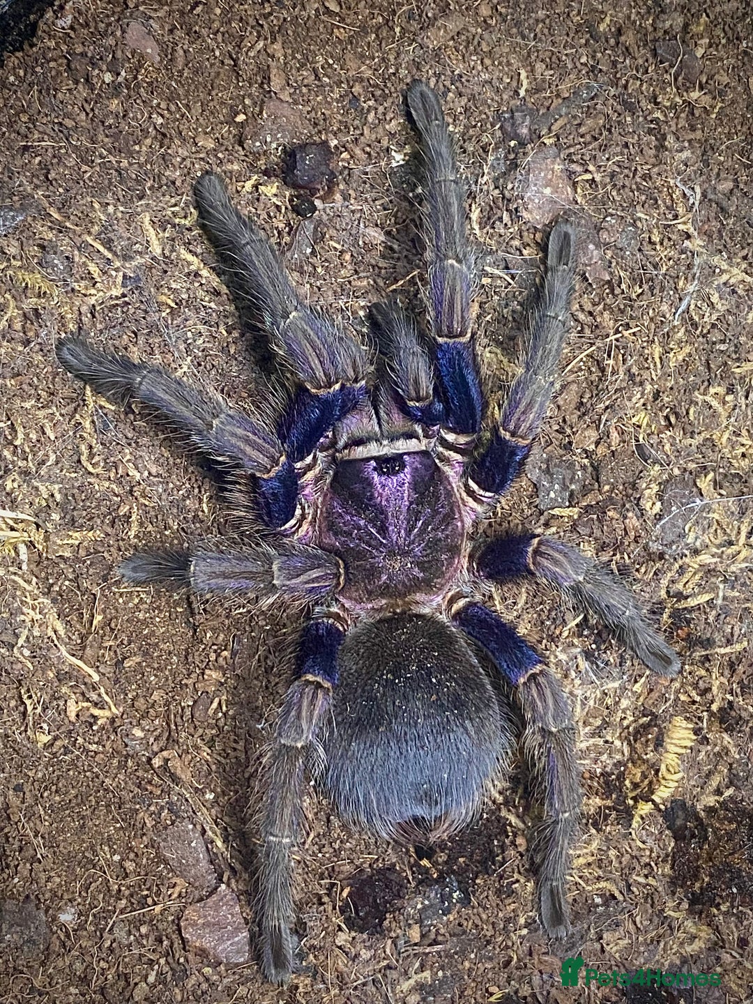 Tarantulas invertebrates for sale: Phormictopus sp. “Dominican Purple”, Adult female - Image 2