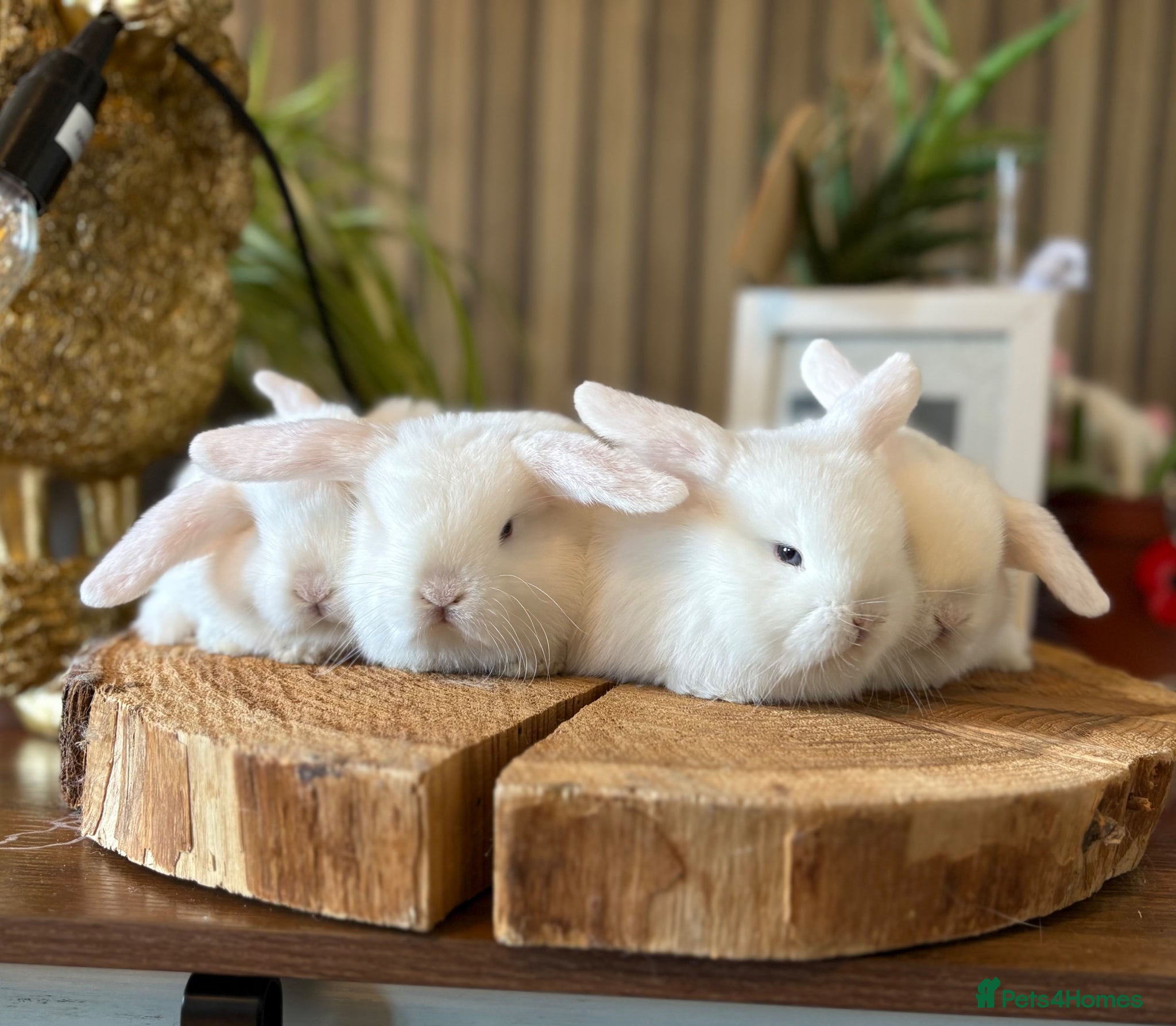 Mini Lop rabbits 3 Mini Lop Girls looking for loving homes - Advert 1