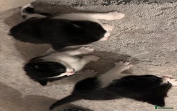 Domestic Shorthair cats for sale: Beautiful Domestic Cats-Mum,Dad&3 Adorable Kittens - Image 7