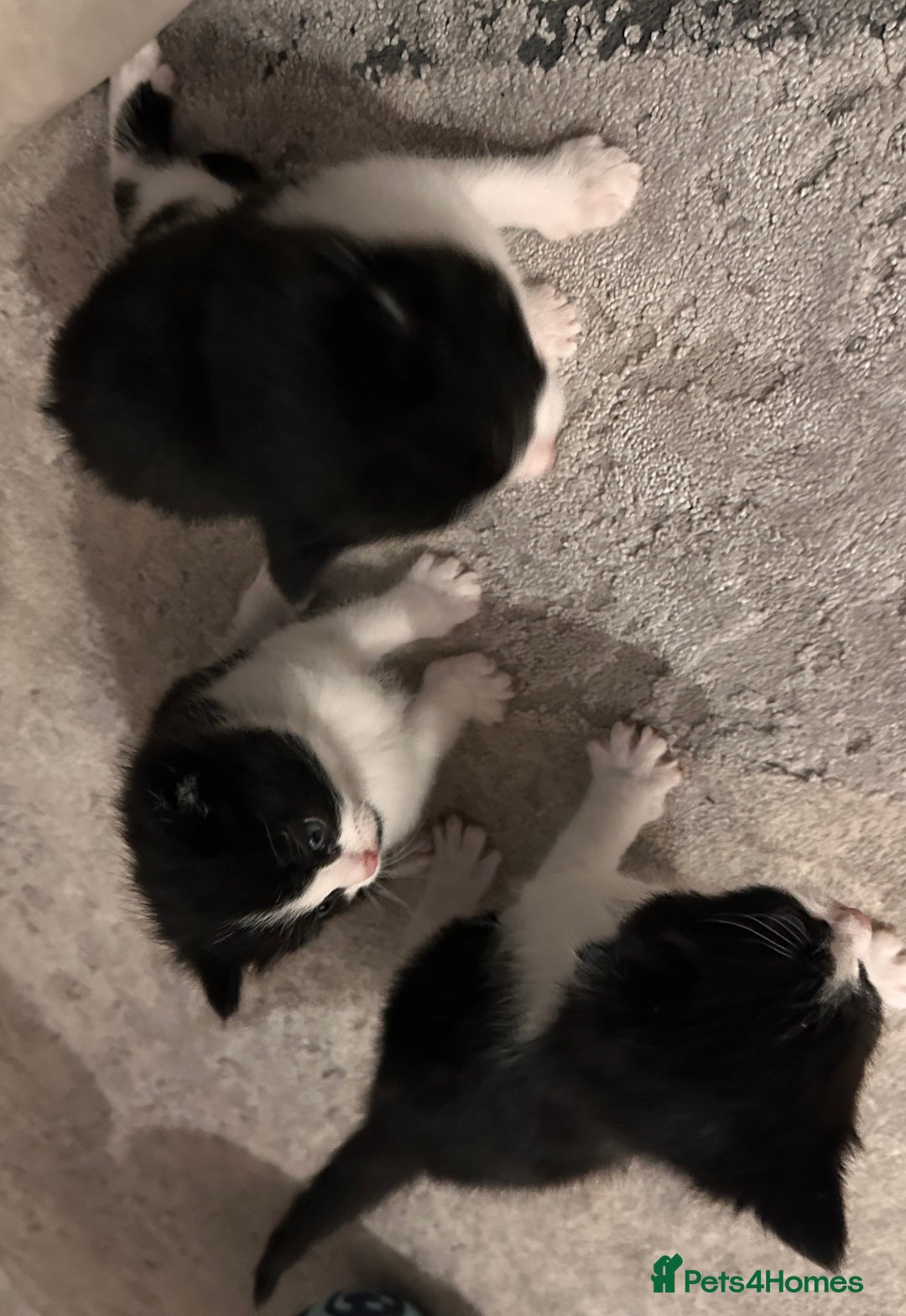 Domestic Shorthair cats for sale: Beautiful Domestic Cats-Mum,Dad&3 Adorable Kittens - Image 7