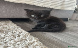 Ragdoll cats for sale: Ragdoll kitten  - Image 2