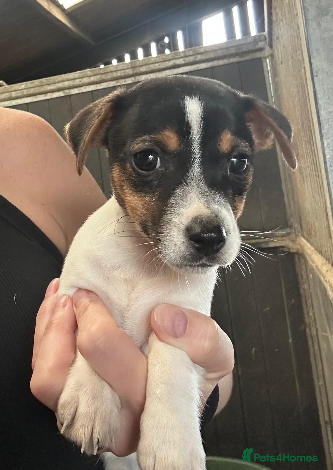 Jack Russell dogs Fantastic litter of Jack Russell  - Advert 1