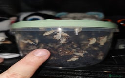 Snails invertebrates for sale: Giant african land snail for feeding  - Image 1