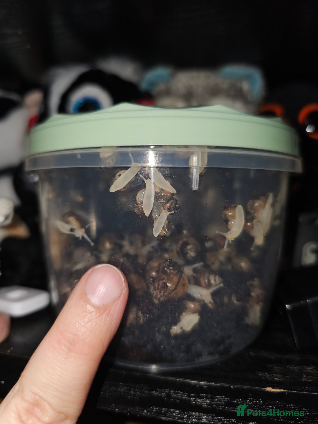 Snails invertebrates for sale: Giant african land snail for feeding  - Image 1