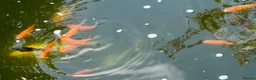 Pond Fish fish for sale: Pond Goldfish in Bedford - Advert 6