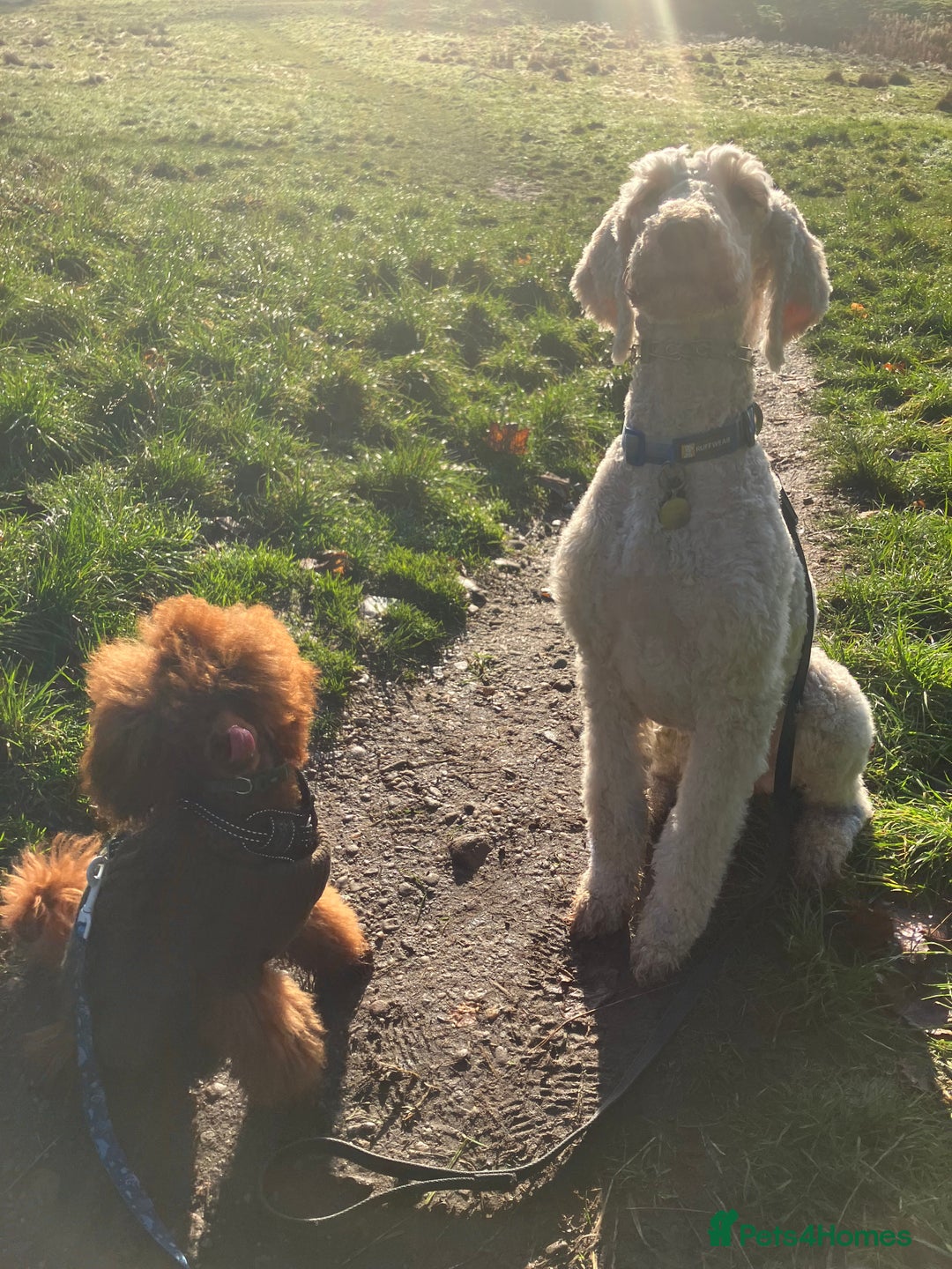 Miniature Poodle dogs for sale: 6 Month Old Miniature Poodle Boy - Advert 2